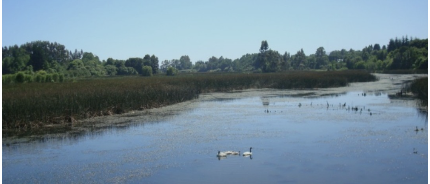 Ley de Humedales , su real impacto para Valdivia y las distintas visiones sobre la controversia